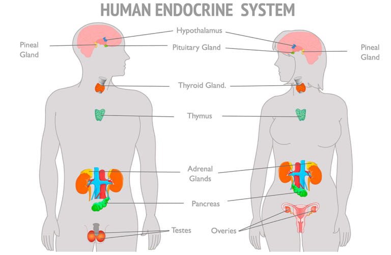 eje hormonal funcion e importancia en la salud humana