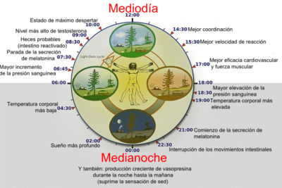 eje hormonal y su influencia en el ciclo circadiano que es