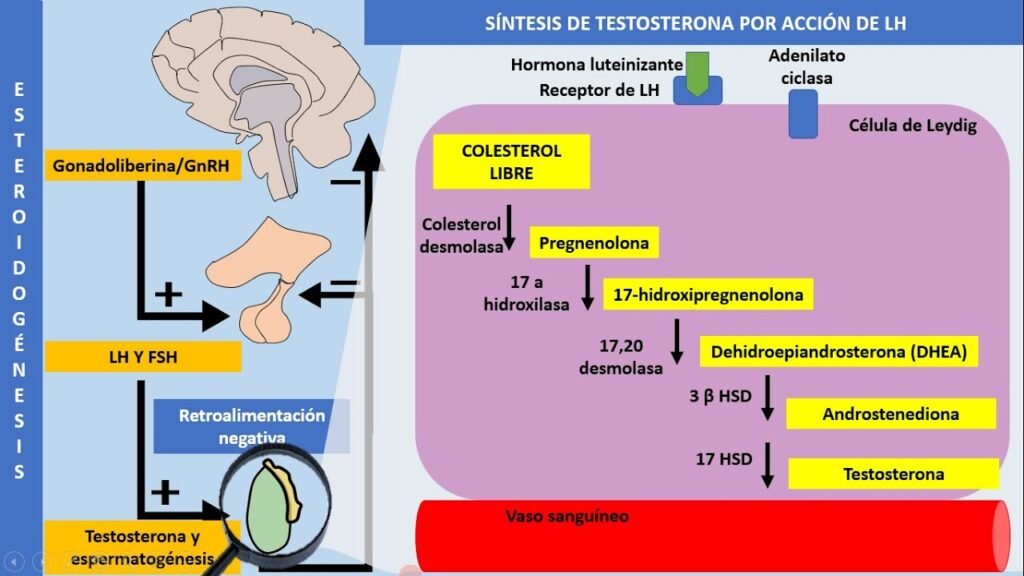 eje pituitario testicular y su relacion con la testosterona