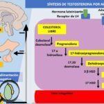 eje pituitario testicular y su relacion con la testosterona