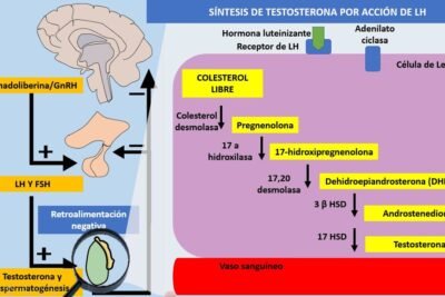 eje pituitario testicular y su relacion con la testosterona