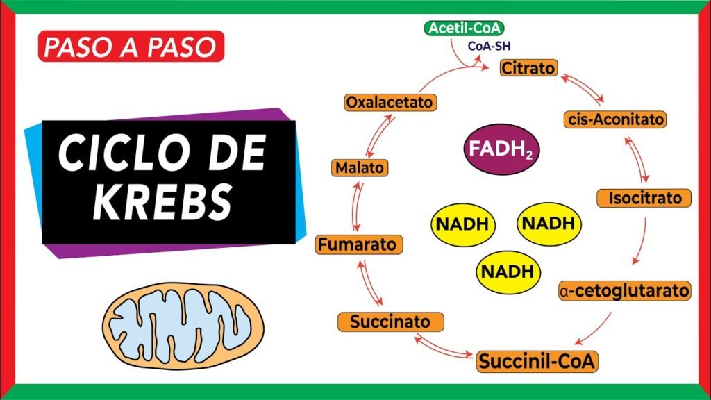 el ciclo de krebs y su relacion con el metabolismo celular