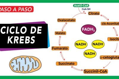 el ciclo de krebs y su relacion con el metabolismo celular