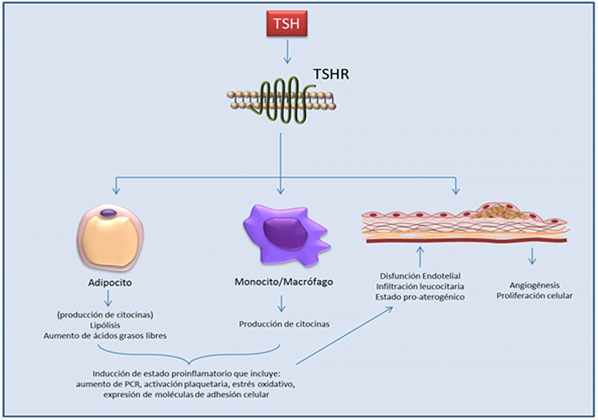 El estrés y la tirotóxicosis: análisis de su conexión 1 el estres y la tirotoxicosis analisis de su