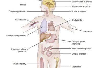 el impacto de las hormonas en la sedacion y su efecto corporal