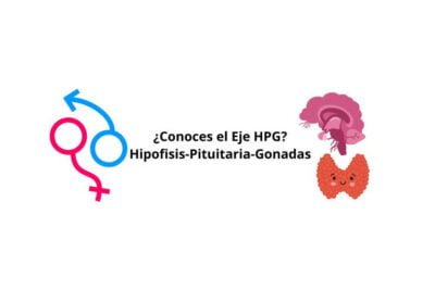el papel crucial de la tiroides en el eje hormonal regulador