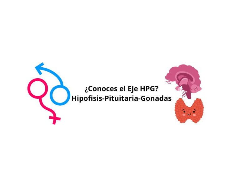 el papel crucial de la tiroides en el eje hormonal regulador