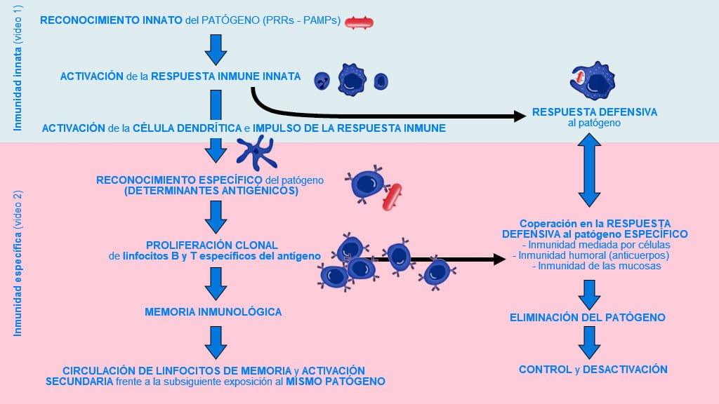 el papel crucial de las celulas inmunitarias en la respuesta inmune