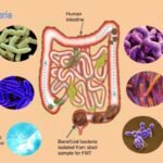 el papel de la microbiota intestinal en los desequilibrios hormonales