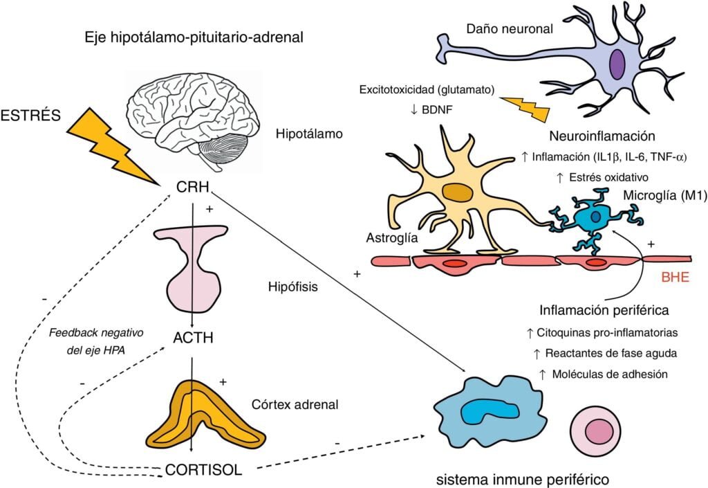 el papel de la terapia dirigida en neuroendocrinologia