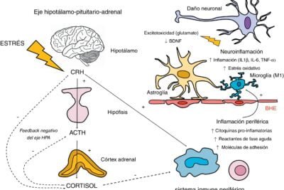 el papel de la terapia dirigida en neuroendocrinologia