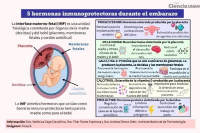 el papel de las hormonas en la inflamacion y la salud humana