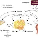 el papel de las hormonas en las enfermedades metabolicas