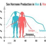 El papel de las hormonas sexuales en el cuerpo humano