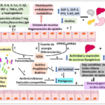 el papel de los microbiomas en la regulacion de la insulina