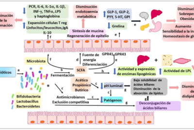 el papel de los microbiomas en la regulacion de la insulina