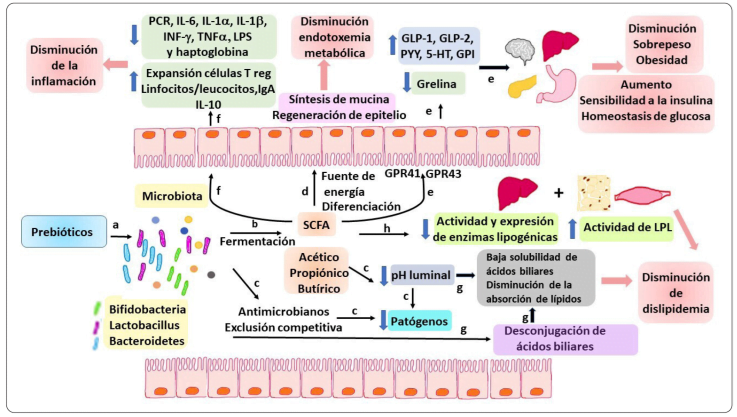 el papel de los microbiomas en la regulacion de la insulina