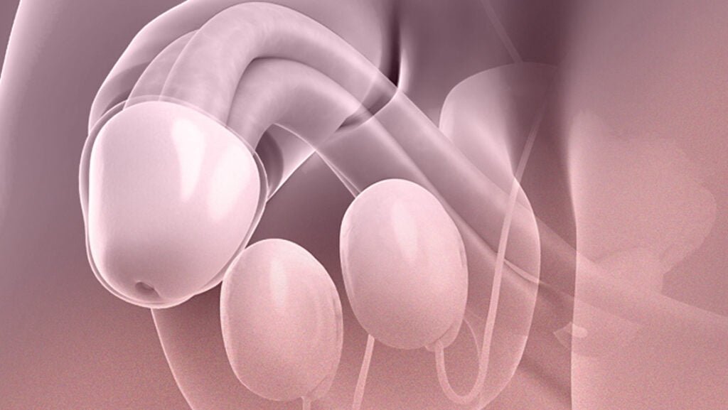 El papel de los testículos en la fertilidad masculina 1 el papel de los testiculos en la fertilidad masculina