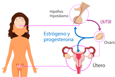 el papel del eje hormonal en la salud sexual humana