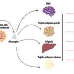 el papel del glucagon en el metabolismo y la energia corporal