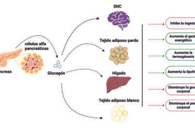 el papel del glucagon en el metabolismo y la energia corporal