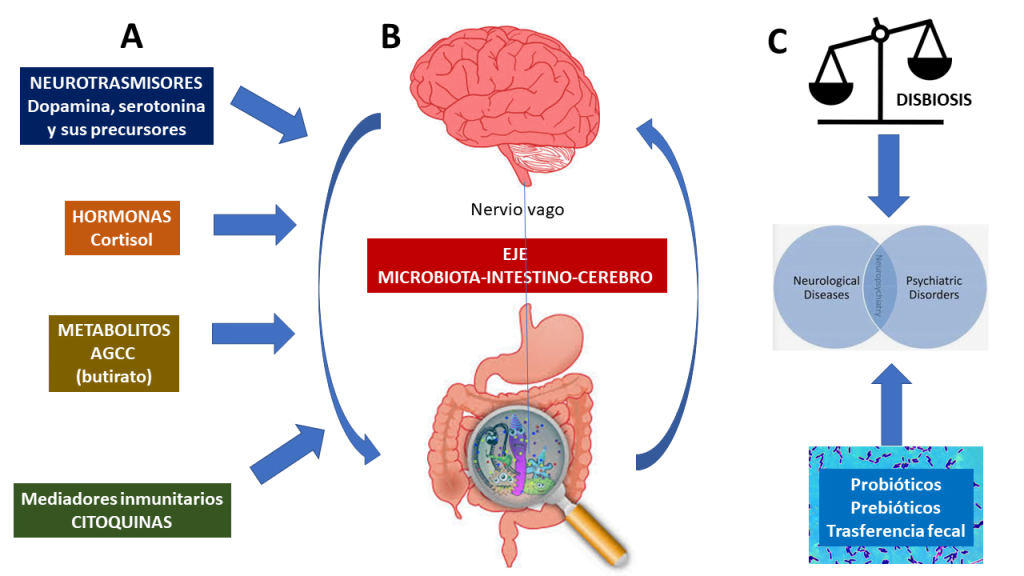 el papel del microbioma en la produccion de hormonas