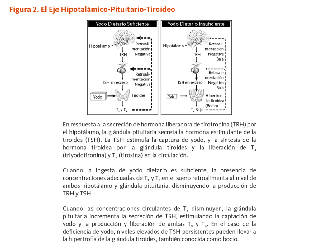 el papel del yodo en la tirotoxicosis causas efectos y manejo