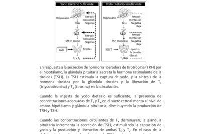 el papel del yodo en la tirotoxicosis causas efectos y manejo
