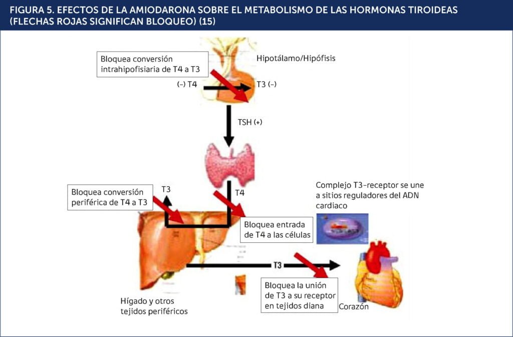 el rol de las redes de apoyo en el manejo de tirotoxicosis