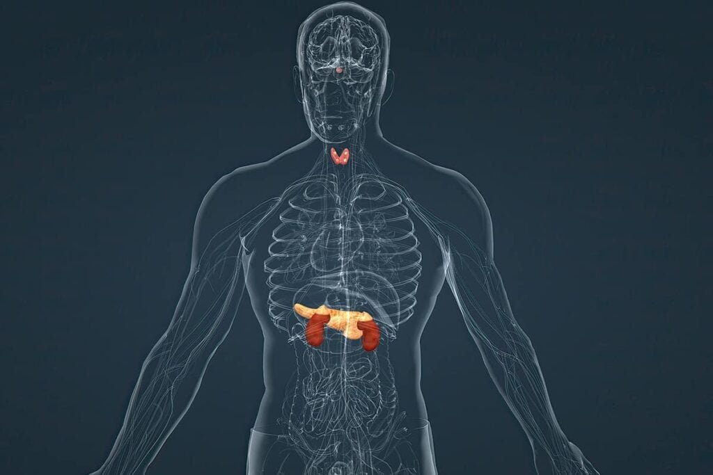 Elementos perjudiciales para el equilibrio hormonal en el cuerpo 1 elementos perjudiciales para el equilibrio hormonal en el cuerpo