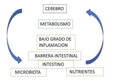 endocrinologia nutricional y su impacto en la hipoactividad