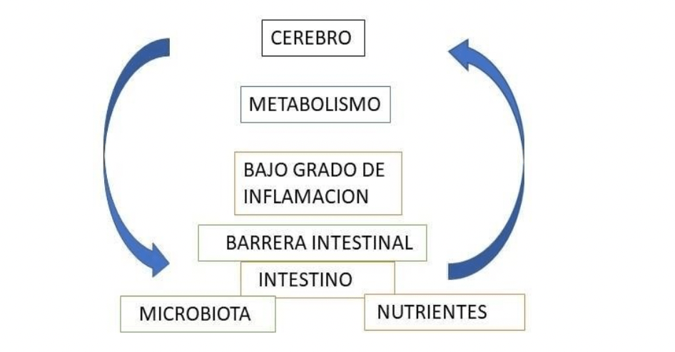 endocrinologia nutricional y su impacto en la hipoactividad