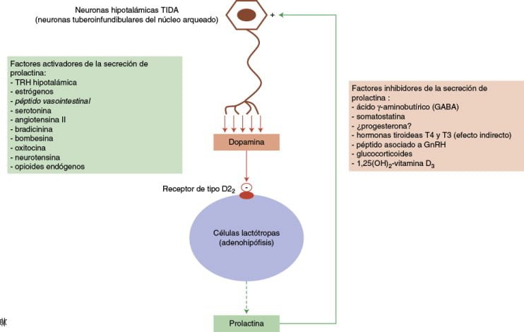 endocrinologia reproductiva y su vinculo con la hipoactividad