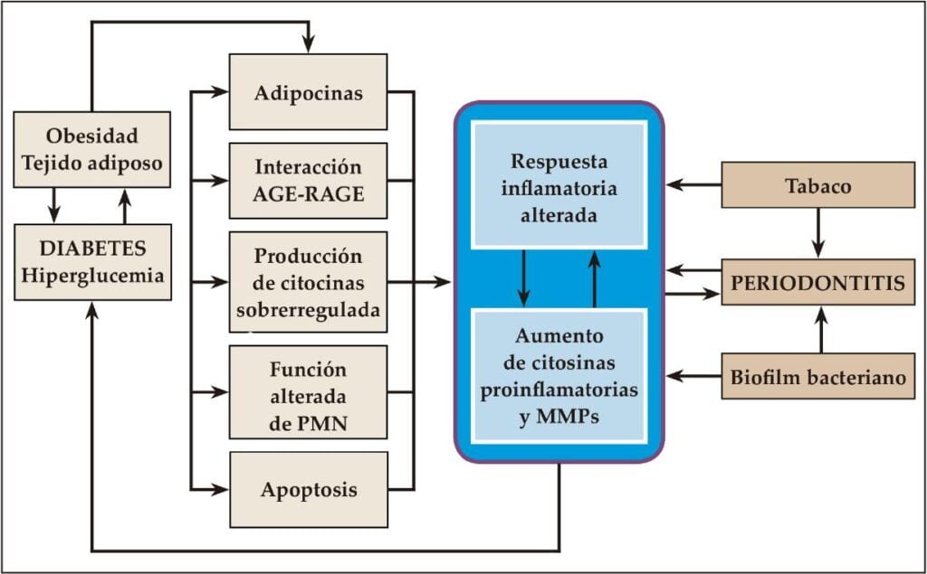 enfermedades autoinmunes y obesidad interaccion y relacion