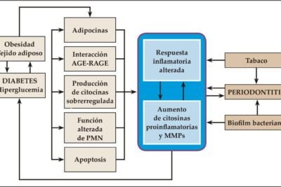 enfermedades autoinmunes y obesidad interaccion y relacion