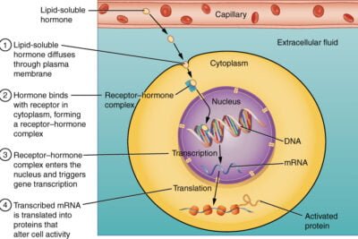 equilibrio en la produccion de hormonas peptidicas del cuerpo