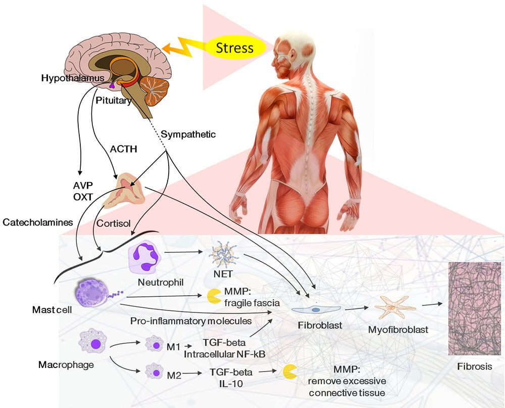 estimulacion por estrogenos en tumores neuroendocrinos que es