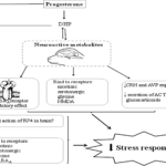 Estrés y progesterona en el organismo: una relación clave