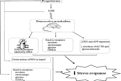 estres y progesterona en el organismo una relacion clave