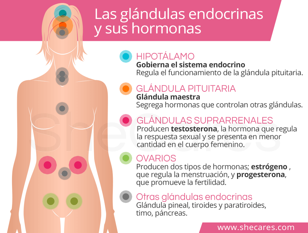 Estudio de la progesterona en endocrinología y función hormonal 1 estudio de la progesterona en endocrinologia y funcion hormonal