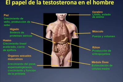 estudios recientes sobre la testosterona informacion esencial