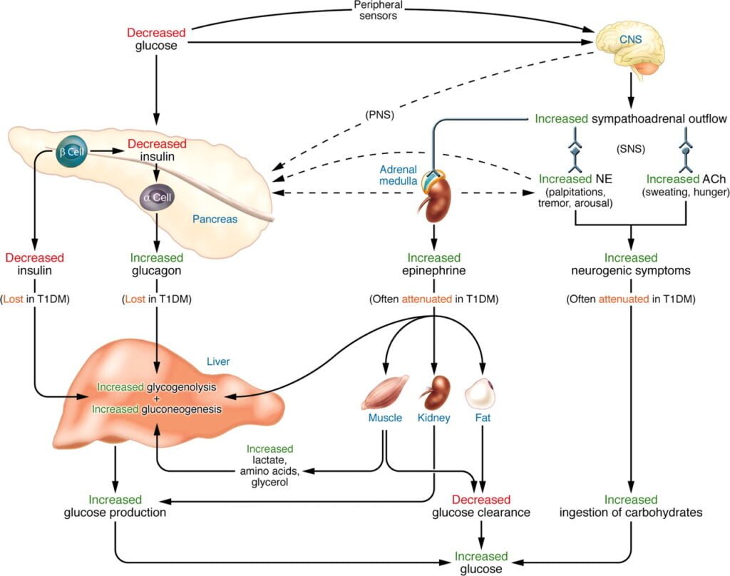 Explicación sencilla y clara de la hipoglucemia a un amigo 1 explicacion sencilla y clara de la hipoglucemia a un amigo