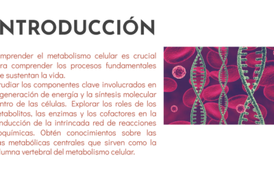 explorando el metabolismo su importancia y definicion clave