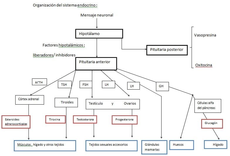 Factores principales que regulan las hormonas en el organismo 1 factores principales que regulan las hormonas en el organismo