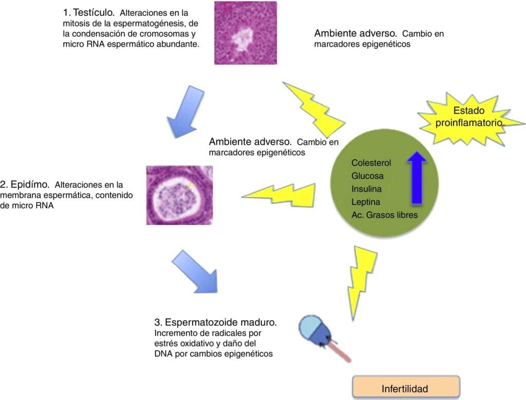 factores que influyen en los niveles de insulina analisis detallado
