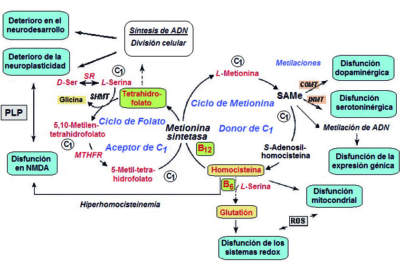 fatiga adrenal y hipoactividad relacion y explicacion esencial