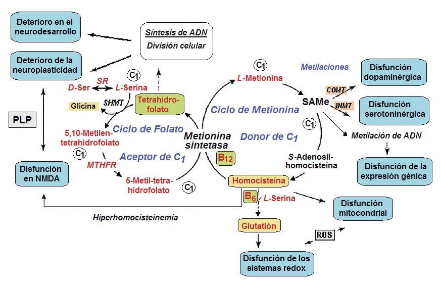 fatiga adrenal y hipoactividad relacion y explicacion esencial