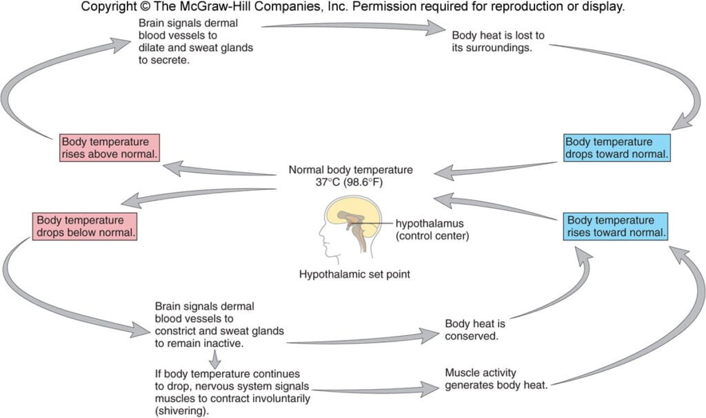 feedback hormonal definicion e importancia en el cuerpo humano