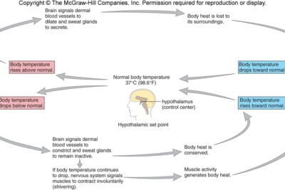 feedback hormonal definicion e importancia en el cuerpo humano