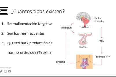 feedback hormonal y su funcionamiento en el cuerpo humano